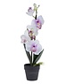  Orchidee in pot 38cm 2ass
