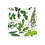 Servet 33x33cm Herbal Taste set 20 stuks