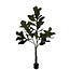 Plant Ficus 180 cm