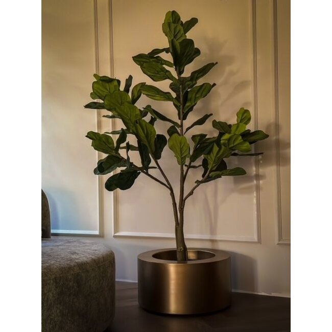 Plant Ficus 180 cm