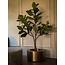 Plant Ficus 180 cm