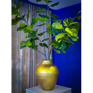 Ficus Plant  210  cm