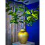 ficus Plant lyrata 210  cm