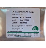 Penicillium Candidum Neige