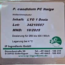 Penicillium Candidum Neige