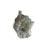 Penicillium roqueforti | Sigma 15