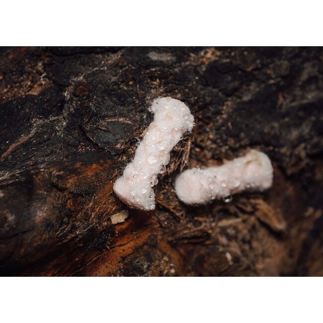 Exotac quickLIGHT Tinder