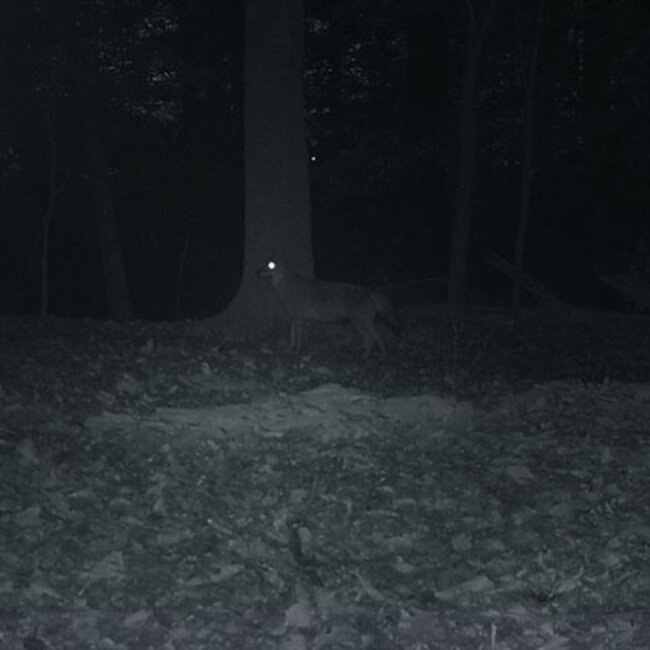 Nachtkijker Carson MiniAura