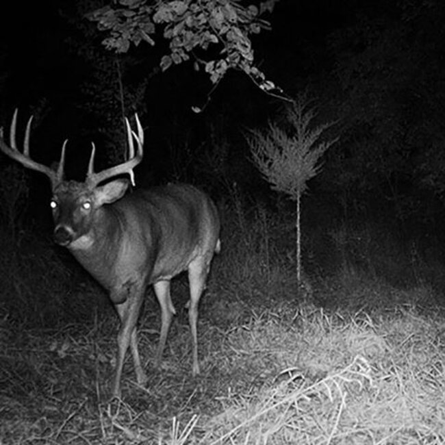 Luna Optics LN-G3-M44 Digital Day/Night Vision Monocular 5-30x44 Gen-3