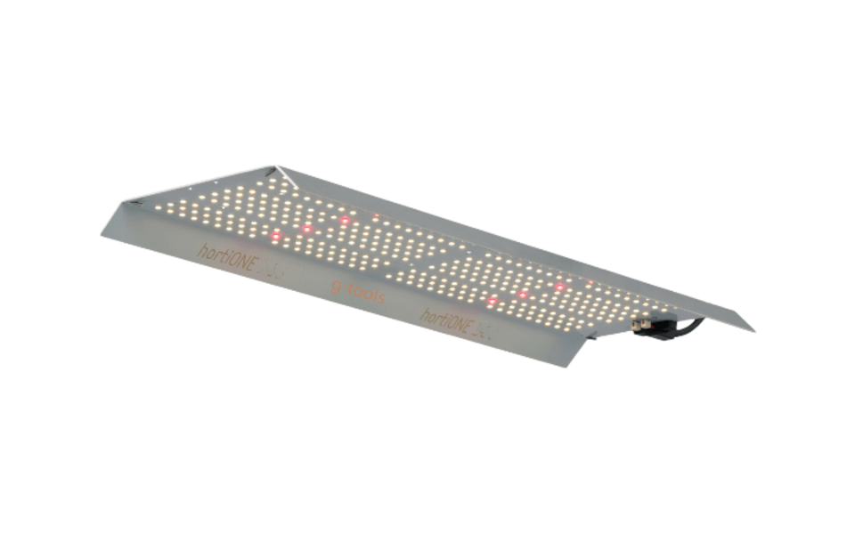 Hortione 368 Hortione 368