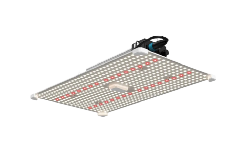 LUMii LUMii Black Blade 100w