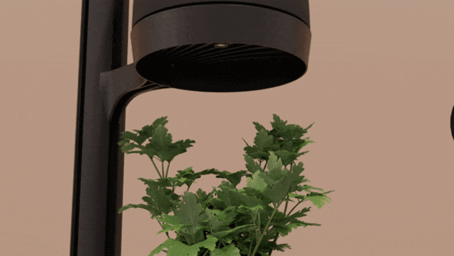 Mother Mother Forest - 8 PlantPods Mother Mother Forest - 8 PlantPods