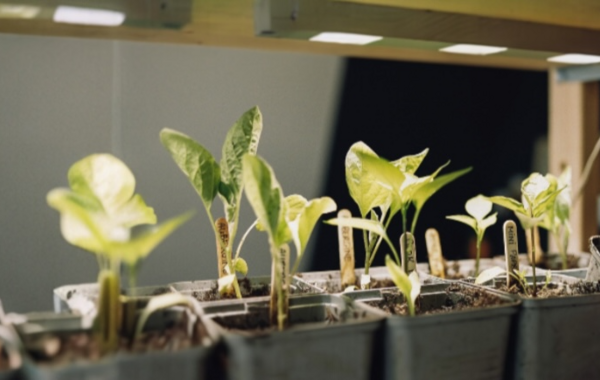 Zo helpt UV-licht in een kweeklamp jou aan een sterke plant!