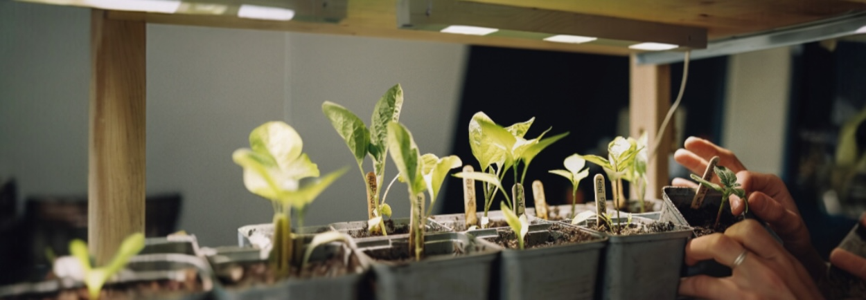 Zo helpt UV-licht in een kweeklamp jou aan een sterke plant!