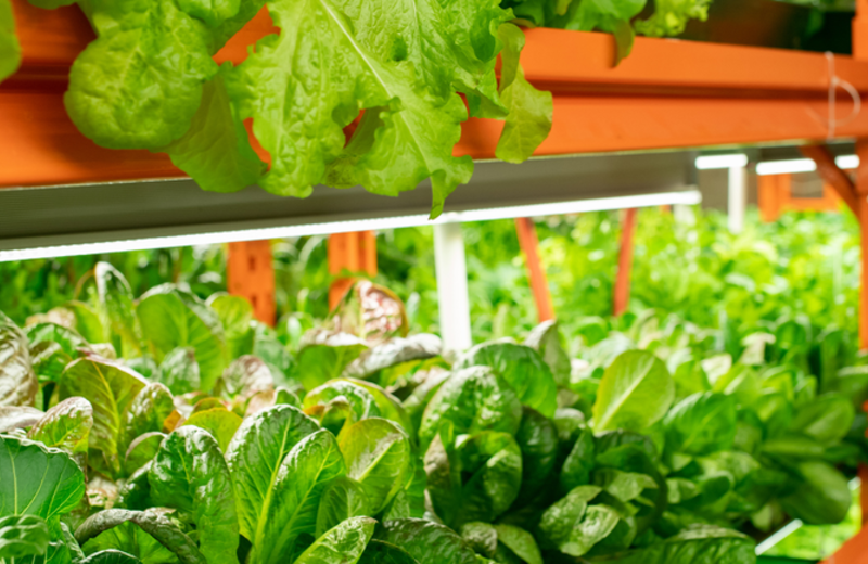 Waarom UV-licht zaailingen sterker maakt