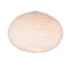 Wit