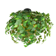 Trio LEAVY plafondlamp | mat zwart met groen | IP20 | E14 Fitting