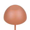 abrikoos
