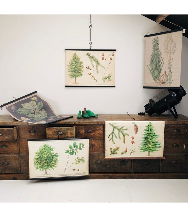 Botanical school cards