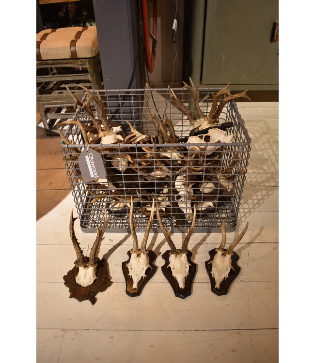 Mini antlers on wood