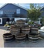 Half Whisky Barrel Wine Barrel Oak Planter