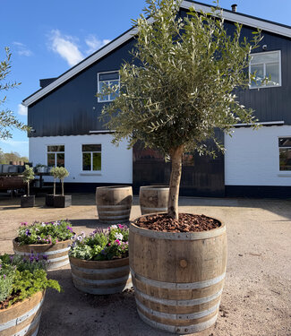 Oldwood Blumenkasten aus Whiskyfass – Pflanzgefäß aus Holz für Olivenbäume