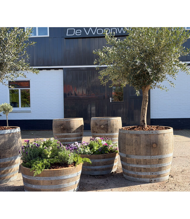 Whisky barrel flower box – wooden planter for olive tree