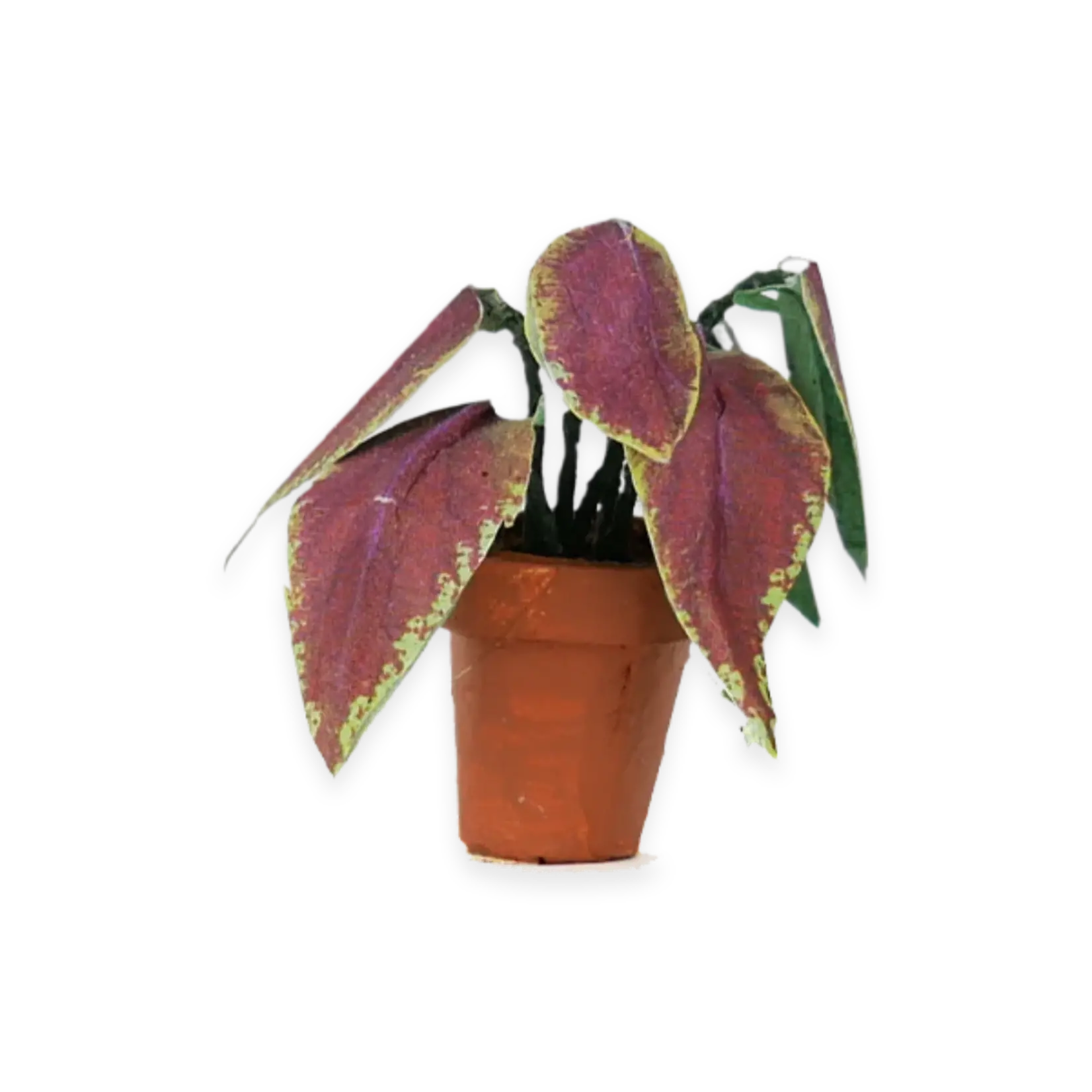 Sam & Julia Het Muizenhuis - DIE cuts