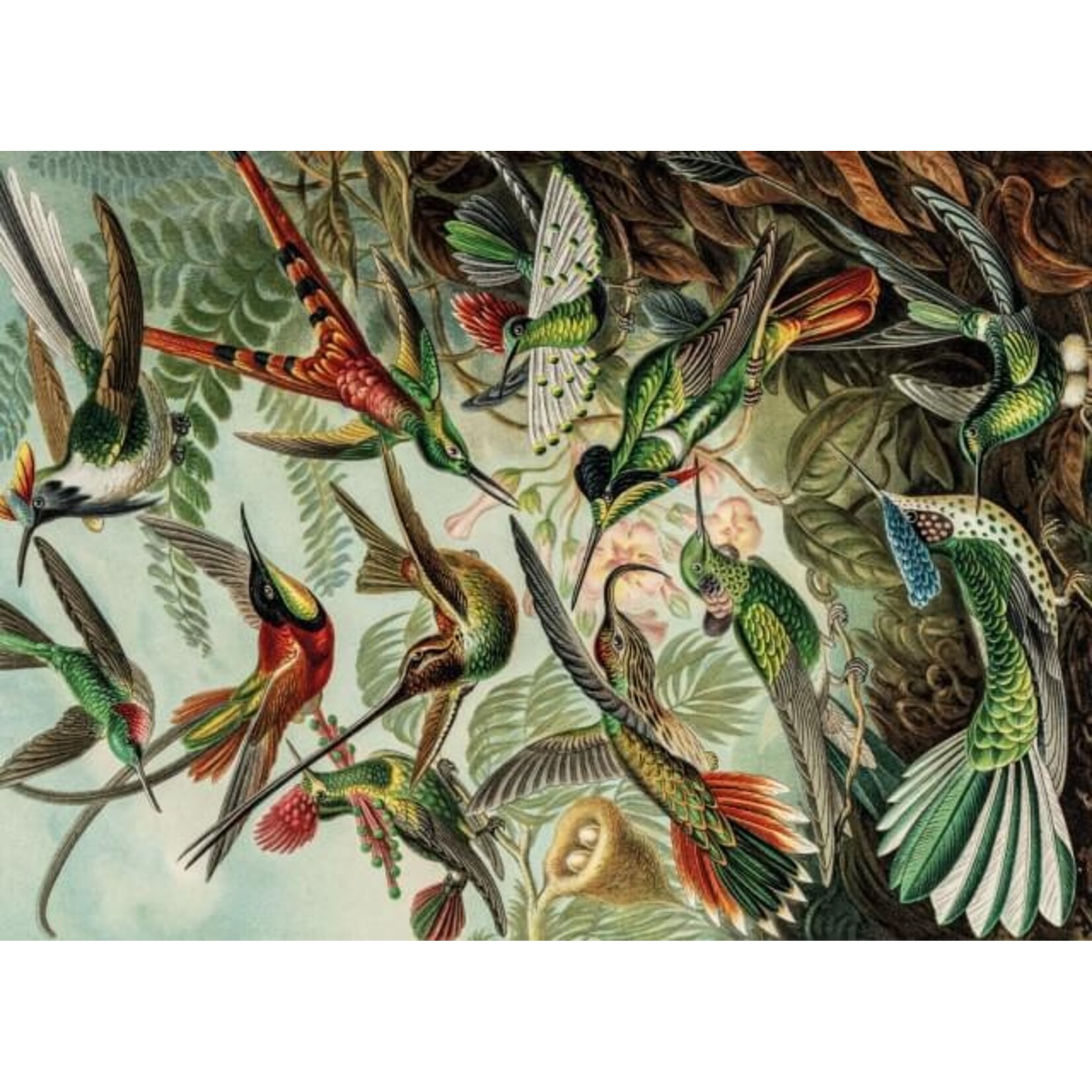 Puzzel (1.000 stukjes): Art Forms of Nature, Ernst Haeckel, Teylers Museum