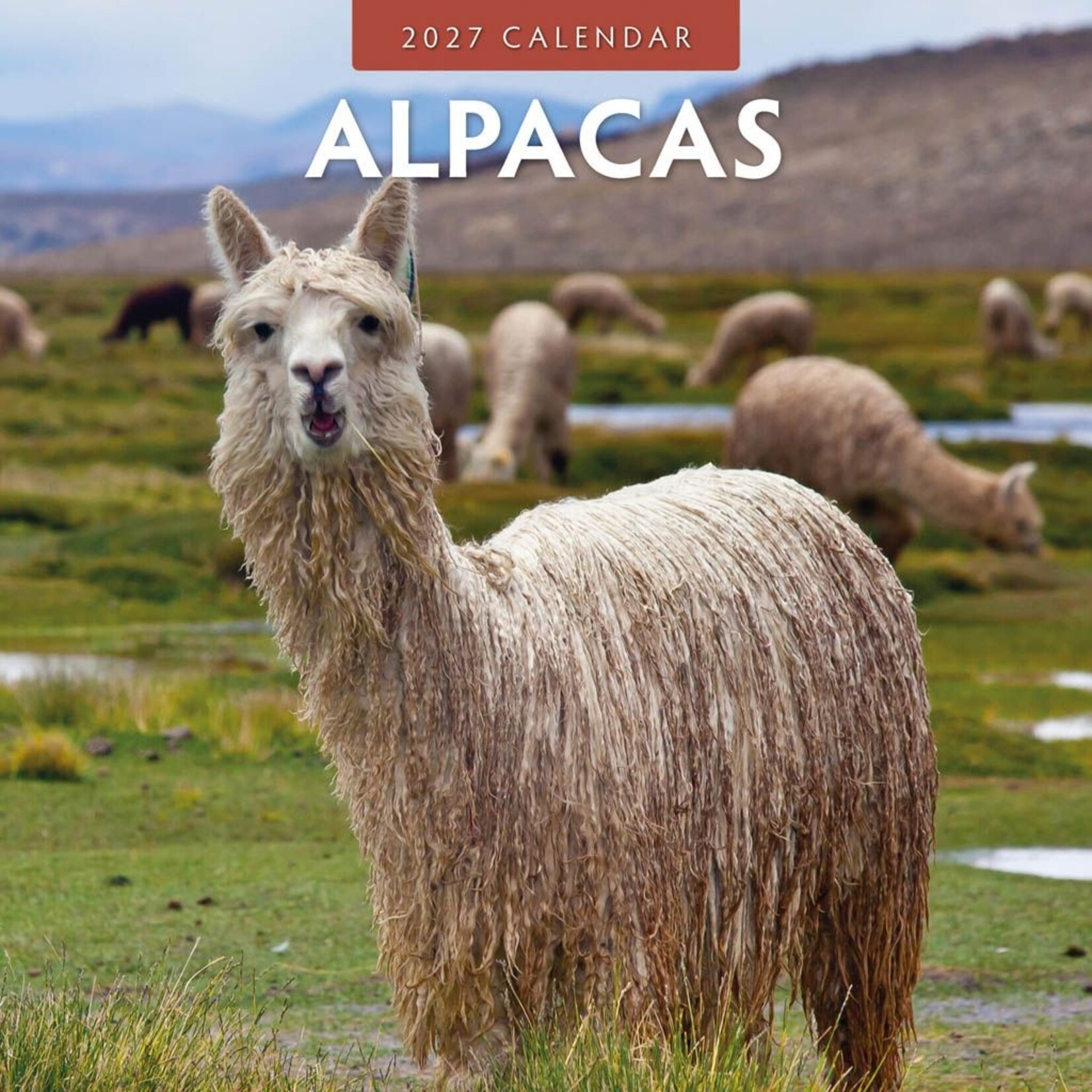 Red Robin Wall Kalender 2027 - Alpacas