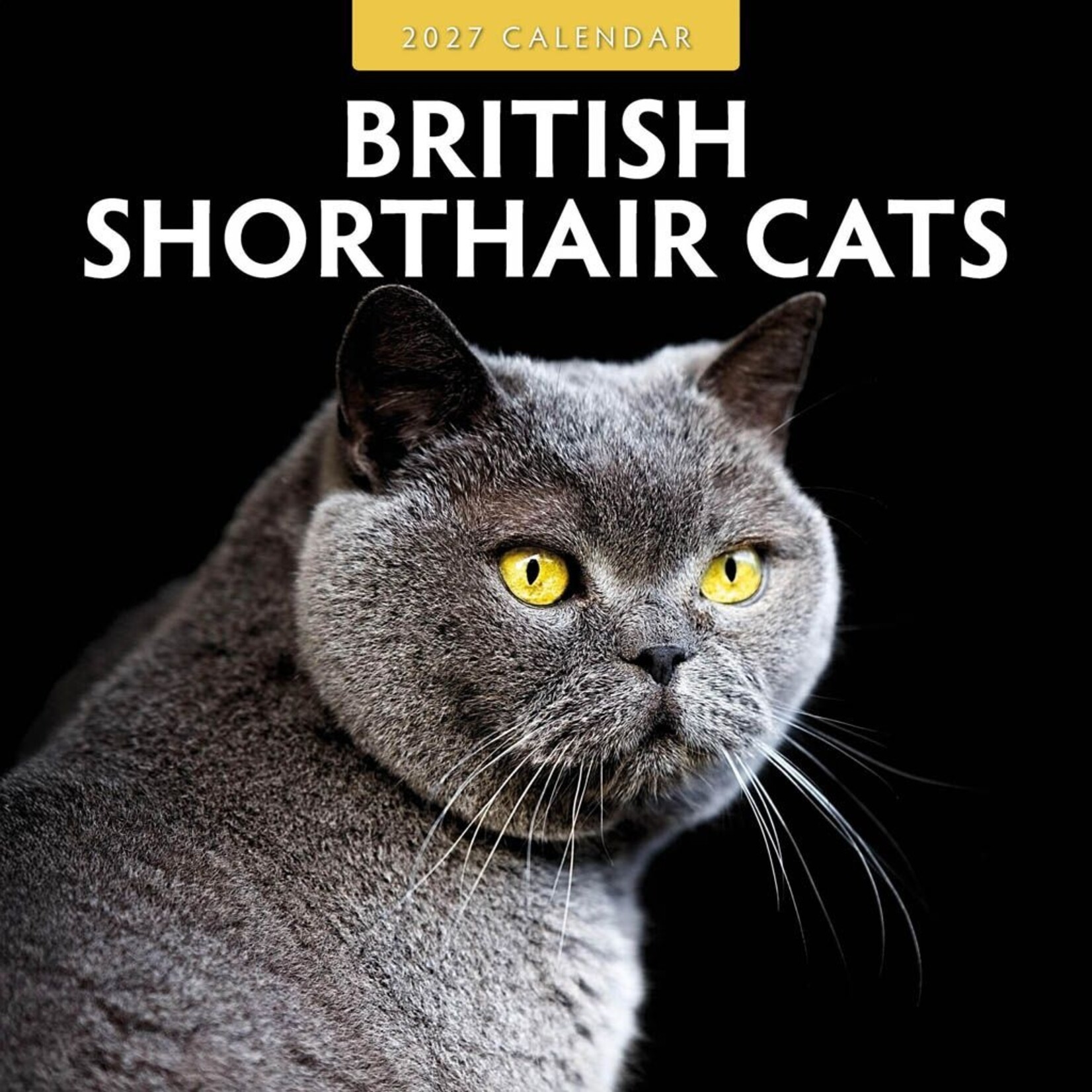 Red Robin Wall Kalender 2027 - British Shorthair Cats