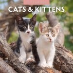 Red Robin Wall Kalender 2027 - Cats & Kittens