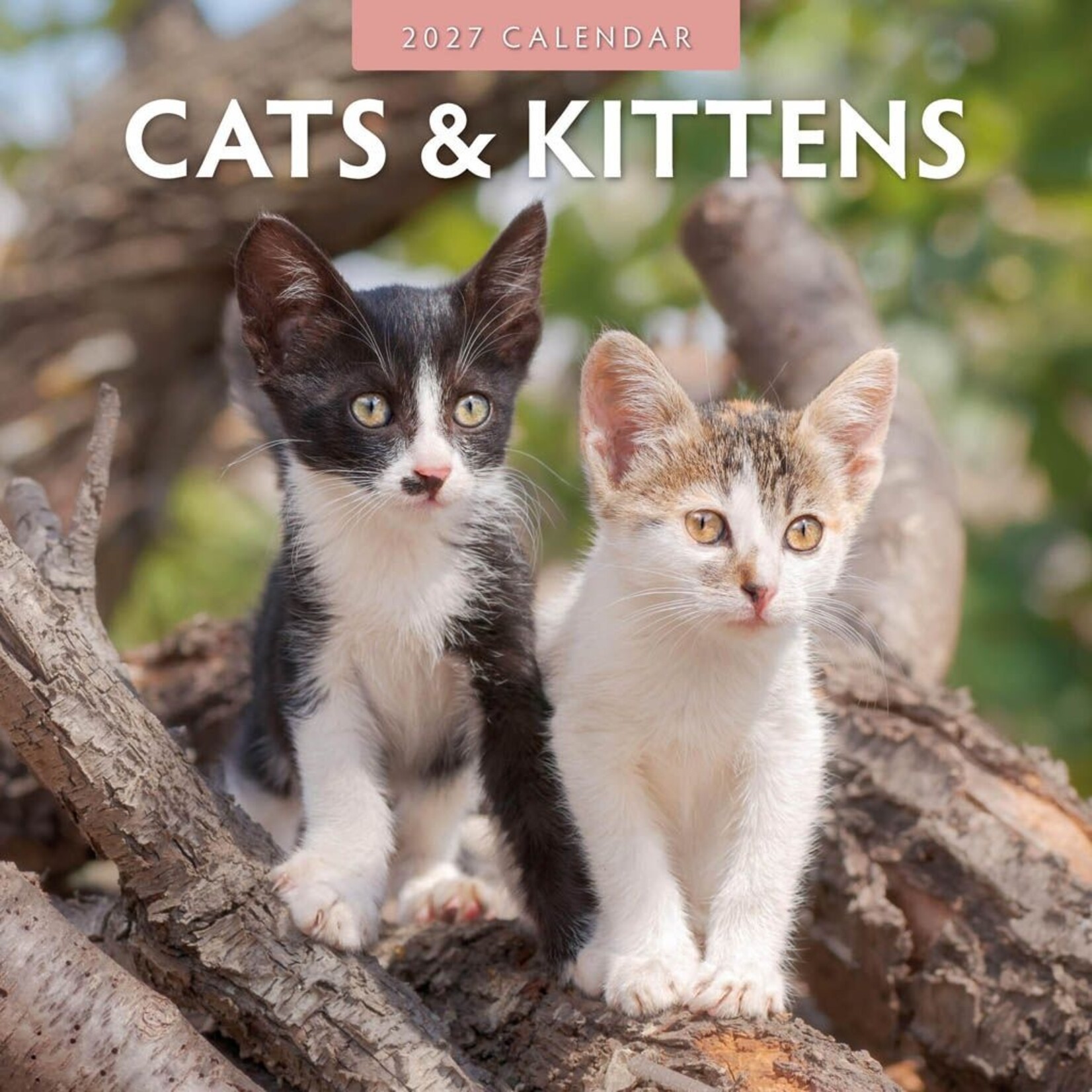 Red Robin Wall Kalender 2027 - Cats & Kittens
