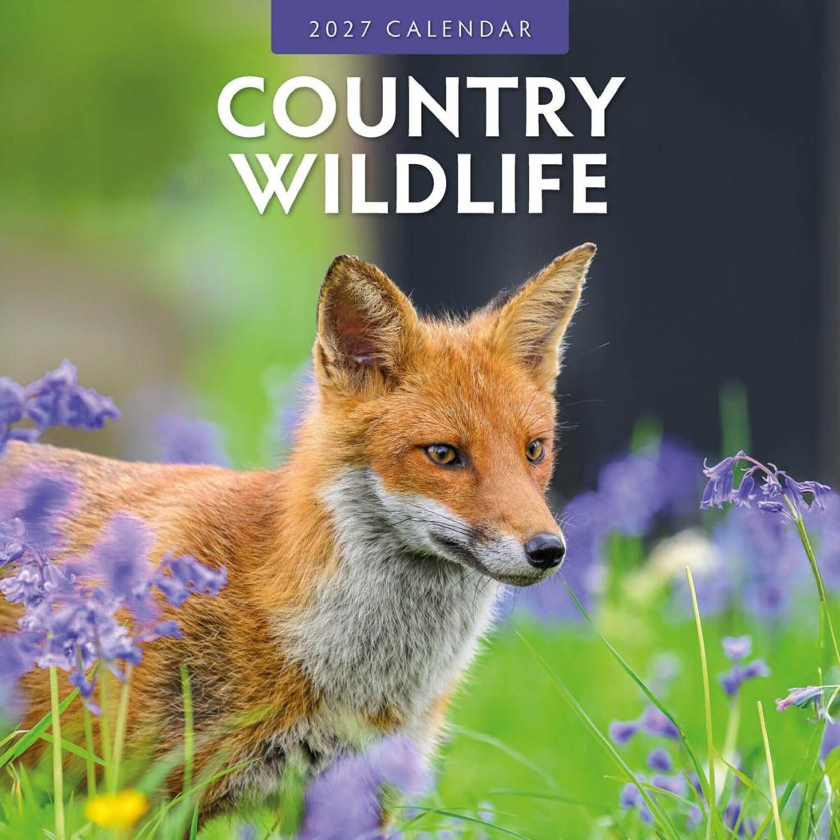 Red Robin Wall Kalender 2027 - Country Wildlife
