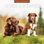 Red Robin Wall Kalender 2027 - Dogs & Puppies
