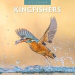 Red Robin Wall Kalender 2027 - Kingfishers