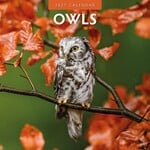 Red Robin Wall Kalender 2027 - Owls