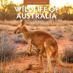 Red Robin Wall Kalender 2027 - Wildlife of Australia