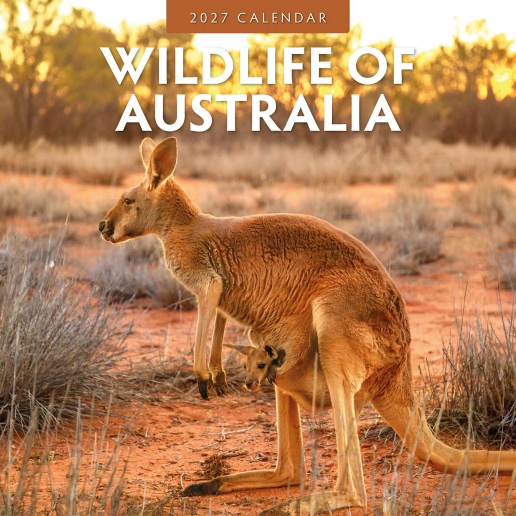 Red Robin Wall Kalender 2027 - Wildlife of Australia