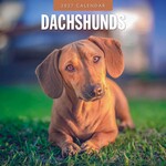 Red Robin Wall Kalender 2027 - Dachshunds