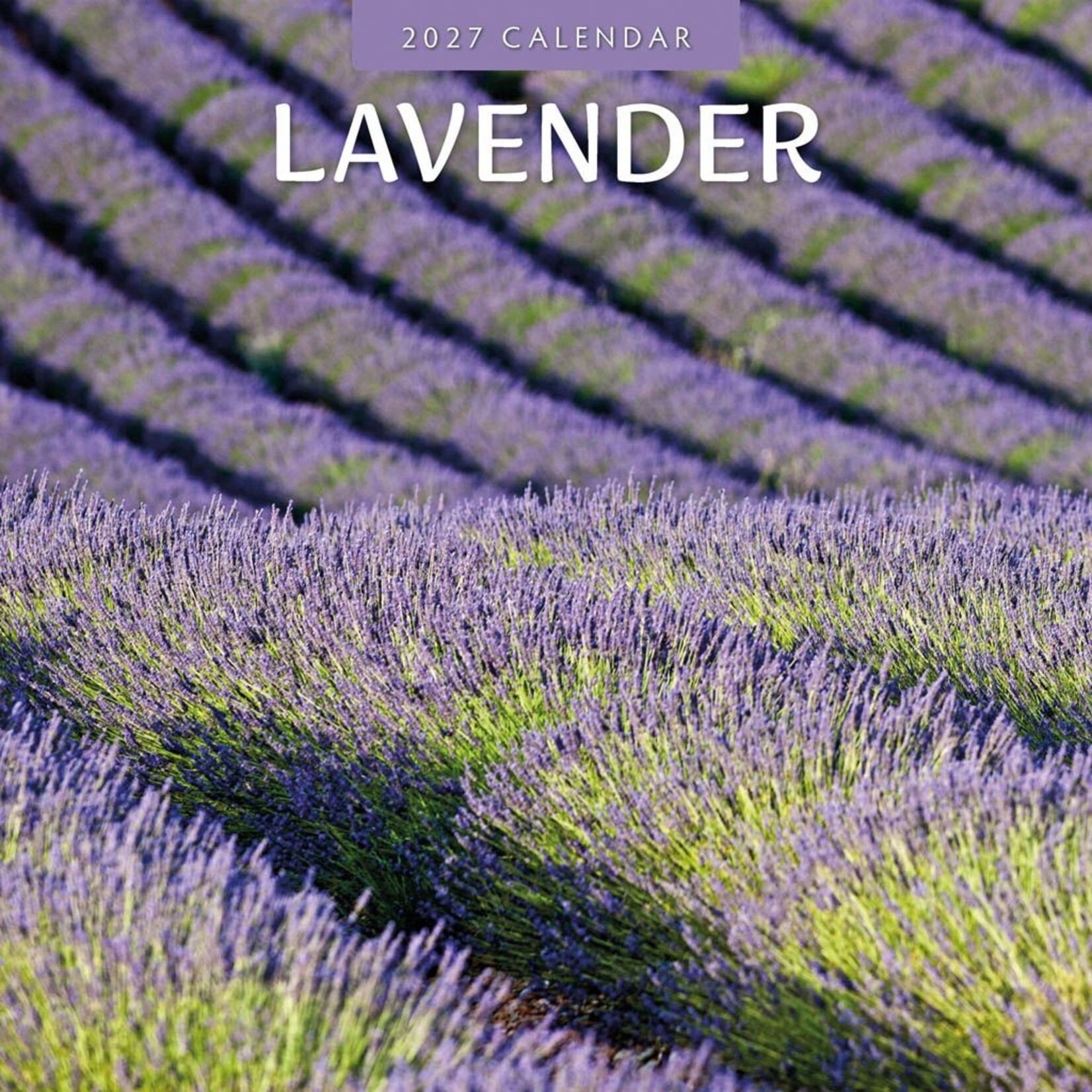 Red Robin Wall Kalender 2027 - Lavender