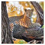 Big Cats kalender 2027