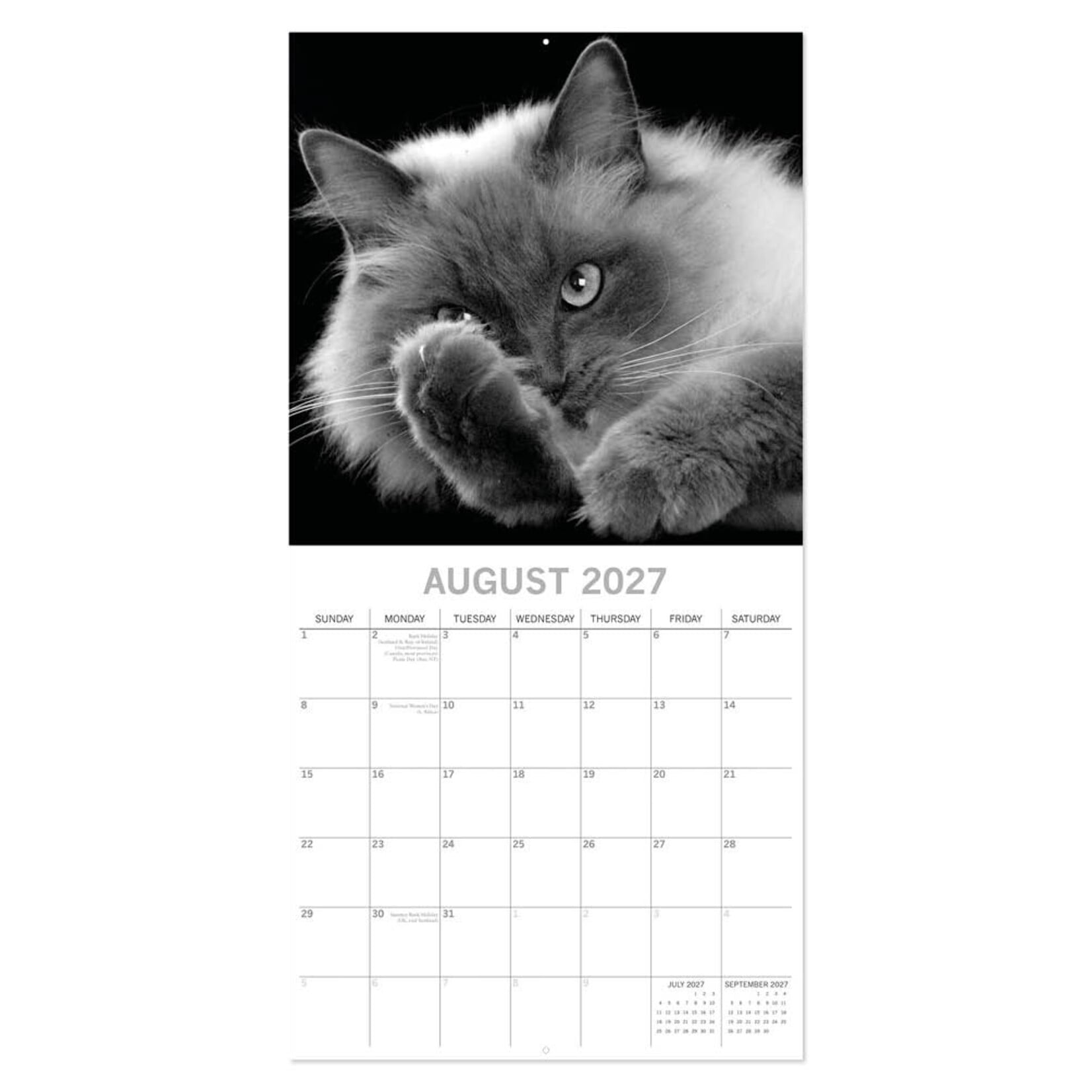 Cat portraits kalender 2027