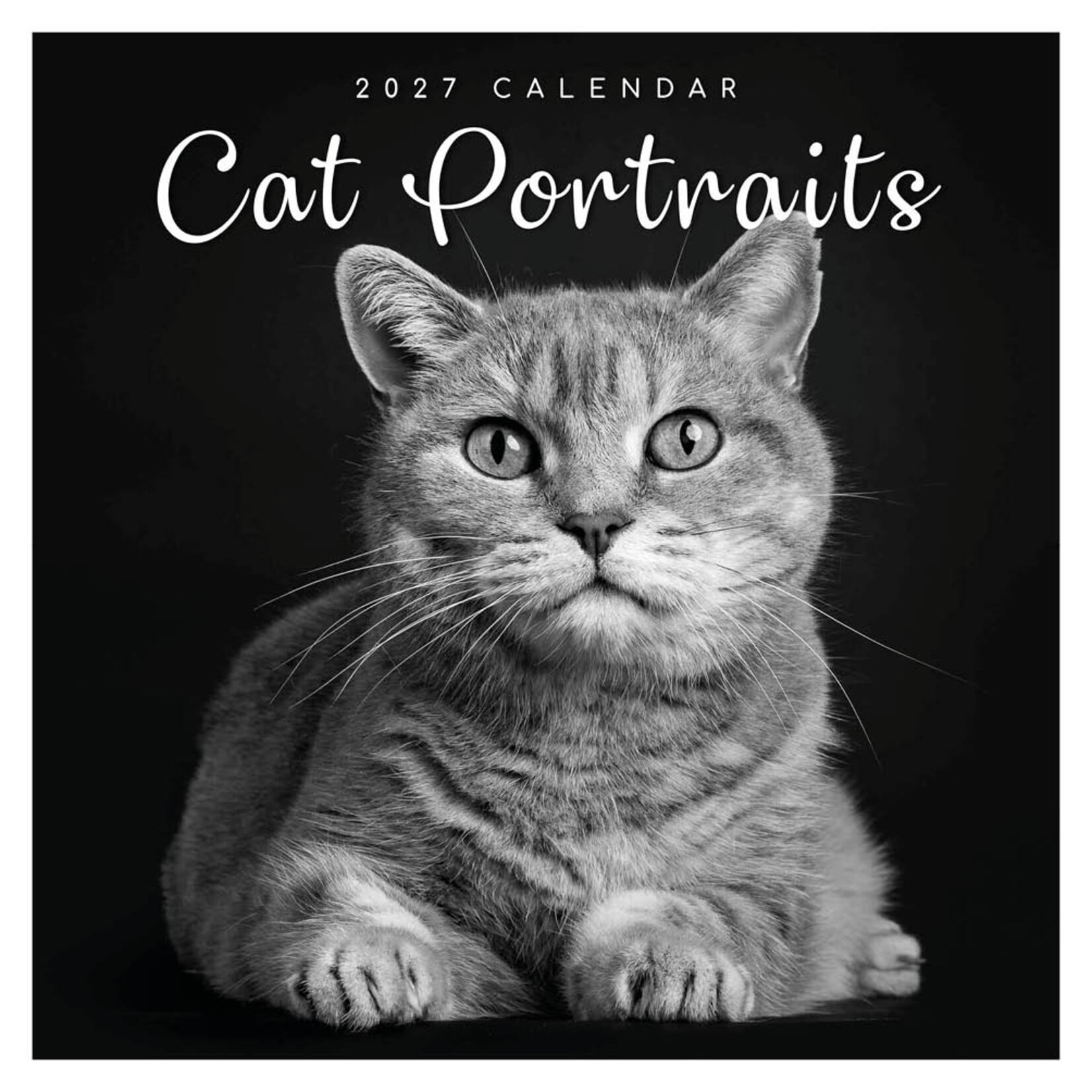 Cat portraits kalender 2027
