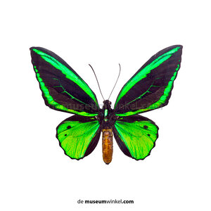 Ornithoptera priamus poseidon sp. (man)