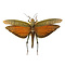 Tropidacris dux - grasshopper