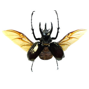 Chalcosoma caucasus - flying