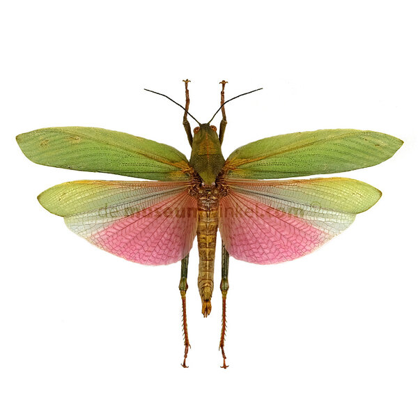 Lophacris cristata - sprinkhaan (vrouw)