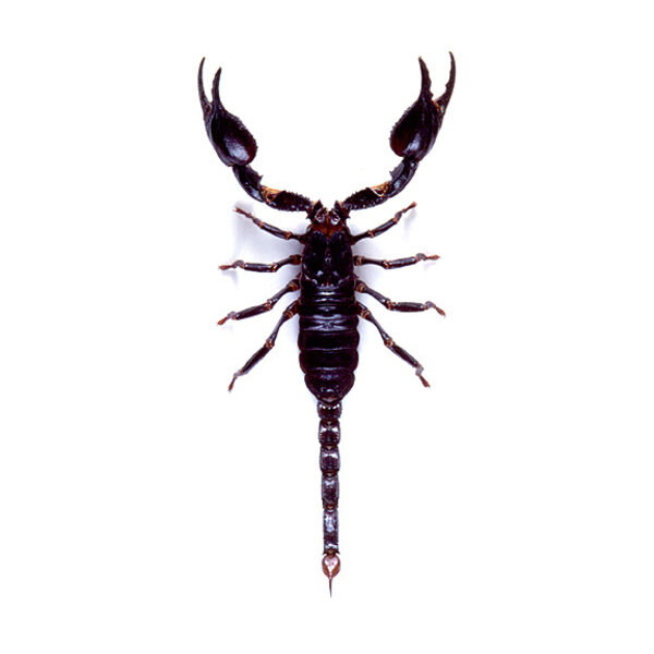 Heterometrus spinifer - Giant Forest Scorpion
