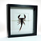 Heterometrus spinifer - Riesenwald Skorpion
